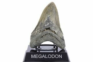 Serrated, Fossil Megalodon Tooth - North Carolina #345667