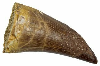 Fossil Prognathodontid Mosasaur Tooth - Morocco #345126