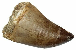Fossil Prognathodontid Mosasaur Tooth - Morocco #345129