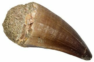 Fossil Prognathodontid Mosasaur Tooth - Morocco #345131
