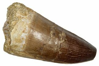 Fossil Prognathodontid Mosasaur Tooth - Feeding Worn Tip #345142
