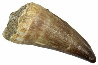 Fossil Mosasaur (Mosasaurus) Tooth - Morocco #345150