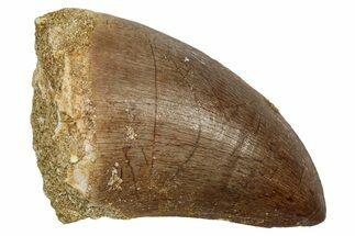 Fossil Mosasaur (Hainosaurus) Tooth - Morocco #345153