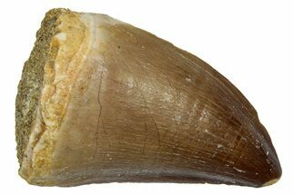 Fossil Mosasaur (Thalassotitan) Tooth - Morocco #345160