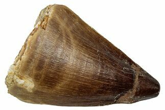 Fossil Mosasaur (Thalassotitan) Tooth - Morocco #345168