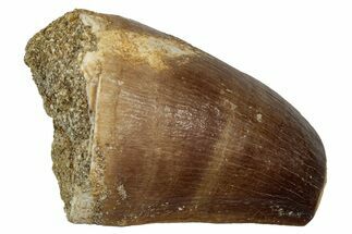 Fossil Mosasaur (Thalassotitan) Tooth - Feeding Worn Tip #345180