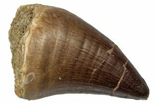 Fossil Mosasaur (Thalassotitan) Tooth - Morocco #345181