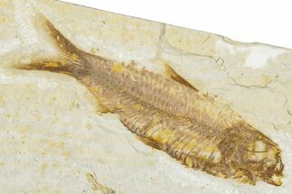 Detailed Fossil Fish (Knightia) - Wyoming #345447