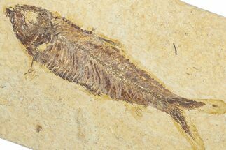 Detailed Fossil Fish (Knightia) - Wyoming #345448