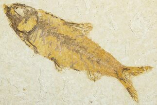 Detailed Fossil Fish (Knightia) - Wyoming #345500