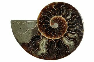 Cut & Polished Ammonite Fossil (Half) - Madagascar #345646