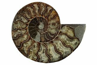 Cut & Polished Ammonite Fossil (Half) - Madagascar #345649
