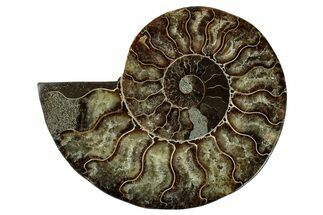 Cut & Polished Ammonite Fossil (Half) - Madagascar #345650