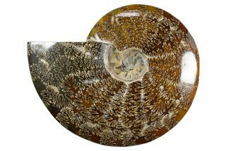 Polished Ammonite (Cleoniceras) Fossil - Madagascar #345548