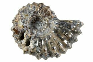 Bumpy Ammonite (Douvilleiceras) Fossil - Madagascar #343806