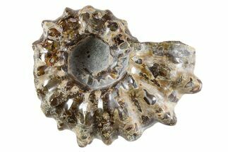 Bumpy Ammonite (Douvilleiceras) Fossil - Madagascar #343808