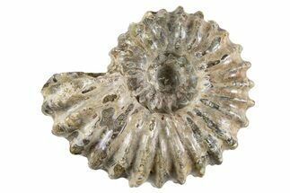 Bumpy Ammonite (Douvilleiceras) Fossil - Madagascar #343815