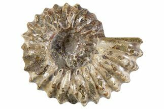 Bumpy Ammonite (Douvilleiceras) Fossil - Madagascar #343816