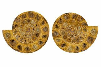 Cut & Polished Jurassic Ammonite (Perisphinctes) Fossil #344943