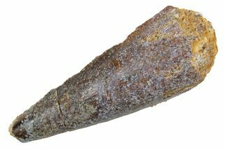Juvenile Fossil Spinosaurus Tooth - Real Dinosaur Tooth #345869