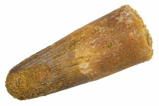 Juvenile Fossil Spinosaurus Tooth - Feeding Worn Tip #345873