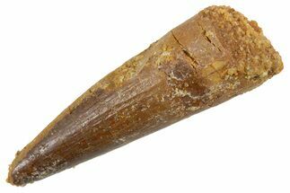 Juvenile Fossil Spinosaurus Tooth - Real Dinosaur Tooth #345876
