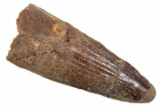 Juvenile Fossil Spinosaurus Tooth - Real Dinosaur Tooth #345884