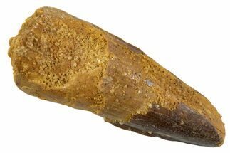 Juvenile Fossil Spinosaurus Tooth - Real Dinosaur Tooth #345890