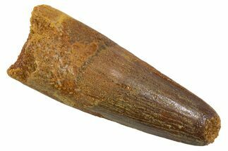 Juvenile Fossil Spinosaurus Tooth - Feeding Worn Tip #345893