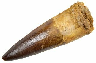 Fossil Spinosaurus Tooth - Real Dinosaur Tooth #345902
