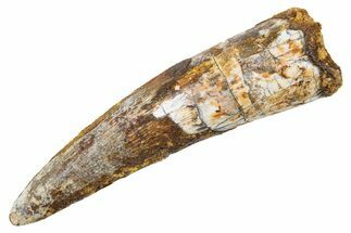 Fossil Spinosaurus Tooth - Real Dinosaur Tooth #345908