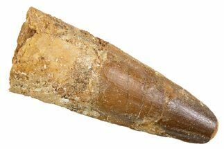 Fossil Spinosaurus Tooth - Feeding Worn Tip #345915