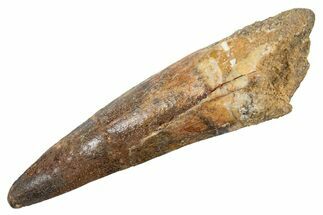 Bargain, Fossil Spinosaurus Tooth - Real Dinosaur Tooth #345920