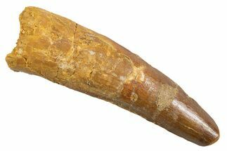 Fossil Spinosaurus Tooth - Real Dinosaur Tooth #345923