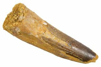 Fossil Spinosaurus Tooth - Real Dinosaur Tooth #345928