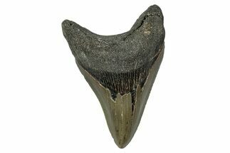 Serrated, Fossil Megalodon Tooth - North Carolina #345672