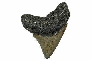 Serrated, Fossil Megalodon Tooth - North Carolina #345673