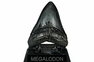 Fossil Megalodon Tooth - South Carolina #345784