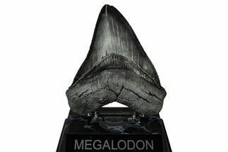 Serrated, Fossil Megalodon Tooth - South Carolina #345785