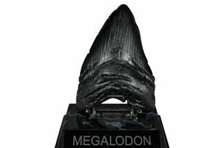 Fossil Megalodon Tooth - South Carolina #345797