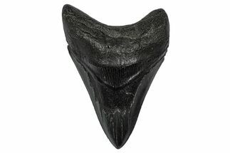 Fossil Megalodon Tooth - South Carolina #345804