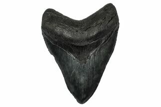 Serrated, Fossil Megalodon Tooth - South Carolina #345805