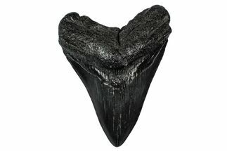 Fossil Megalodon Tooth - South Carolina #345808