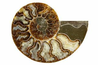 Cut & Polished Ammonite Fossil (Half) - Madagascar #345974