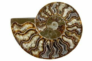 Cut & Polished Ammonite Fossil (Half) - Madagascar #345979