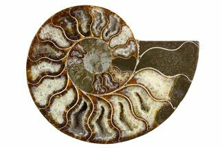 Cut & Polished Ammonite Fossil (Half) - Madagascar #345983