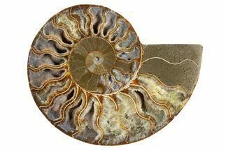 Cut & Polished Ammonite Fossil (Half) - Deep Crystal Pockets #345996