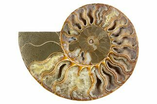 Cut & Polished Ammonite Fossil (Half) - Deep Crystal Pockets #345997