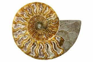 Cut & Polished Ammonite Fossil (Half) - Deep Crystal Pockets #346003