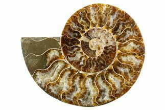 Cut & Polished Ammonite Fossil (Half) - Madagascar #346006